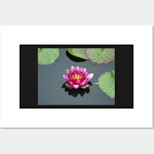 Water Lily in the Rain Posters and Art